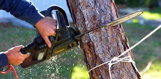 How Our Tree Care Process Works  in  Kootenai, ID